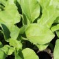 Preview: Beete Lutz Green Leaf (Samen)