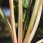Preview: Beete Lutz Green Leaf (Samen)