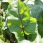 Preview: Beete Opolski (Samen)