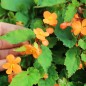 Preview: Begonie orange (Pflanze)