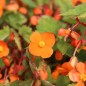 Preview: Begonie orange (Pflanze)