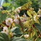 Preview: Begonie rosa (Samen)
