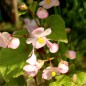 Preview: Begonie rosa (Samen)