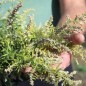 Preview: Neu! Beifuß Aureovariegata (Oriental Limelight) (Pflanze)