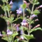 Preview: Bergminze blau (Samen)