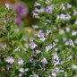 Preview: Bergminze blau (Samen)
