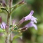 Preview: Bergminze blau (Samen)