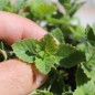 Preview: Gartenbergminze großblütig (Samen)