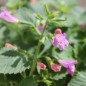 Preview: Gartenbergminze großblütig (Samen)