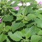 Preview: Gartenbergminze großblütig (Samen)