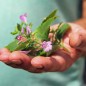 Preview: Gartenbergminze großblütig (Samen)