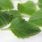 Preview: Gartenbergminze großblütig (Samen)