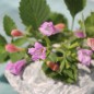 Preview: Gartenbergminze großblütig (Samen)