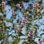 Preview: Birnenminze (Pflanze)
