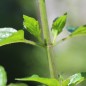 Preview: Birnenminze (Pflanze)