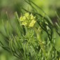 Preview: Bischofskraut (Samen)