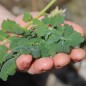 Preview: Blattmohn (Samen)