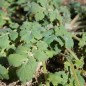 Preview: Blattmohn (Samen)