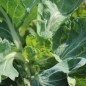 Preview: Blattkohl Asa de Cantaro (Samen)