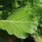 Preview: Blattkohl Cascade Glaze (Samen)