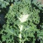 Preview: Blattkohl Emerald Ice (Samen)