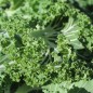 Preview: Blattkohl Emerald Ice (Samen)