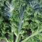 Preview: Blattkohl Emerald Ice (Samen)