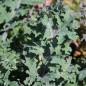 Preview: Blattkohl Red Ursa (Samen)