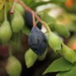 Preview: Blaubeere Blautropf (Pflanze)