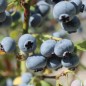 Preview: Neu! Blaubeere Earliblue (Pflanze)