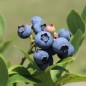 Preview: Neu! Blaubeere Elizabeth (Pflanze)