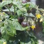Preview: Tomate Blaue Zimmertomate (Zwergtomate) (Samen)