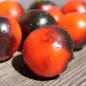 Preview: Tomate Blaue Zimmertomate (Zwergtomate) (Samen)