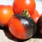 Preview: Tomate Blaue Zimmertomate (Zwergtomate) (Samen)