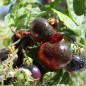Preview: Tomate Blaue Zimmertomate (Zwergtomate) (Samen)