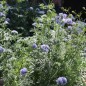 Preview: Blaues Sperrkraut (Samen)