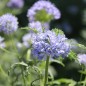 Preview: Blaues Sperrkraut (Samen)
