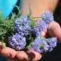 Preview: Blaues Sperrkraut (Samen)