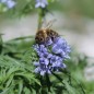 Preview: Blaues Sperrkraut (Samen)