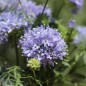Preview: Blaues Sperrkraut (Samen)