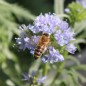Preview: Blaues Sperrkraut (Samen)