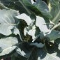 Preview: Blumenkohl Herbstriesen (Samen)