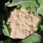 Preview: Blumenkohl Rober (Samen)