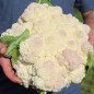 Preview: Blumenkohl Rober (Samen)