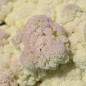 Preview: Blumenkohl Rober (Samen)