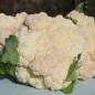 Preview: Blumenkohl Rober (Samen)