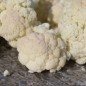 Preview: Blumenkohl Rober (Samen)