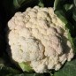 Preview: Blumenkohl Rober (Samen)