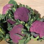 Preview: Blumenkohl Violetta di Sicilia (Samen)