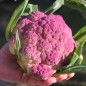 Preview: Blumenkohl Violetta di Sicilia (Samen)